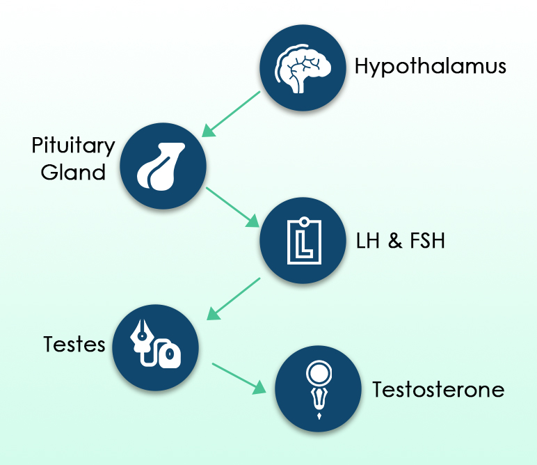 Hypothalamus