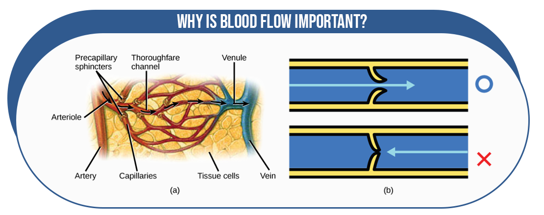 Why is Blood Flow Important, penis