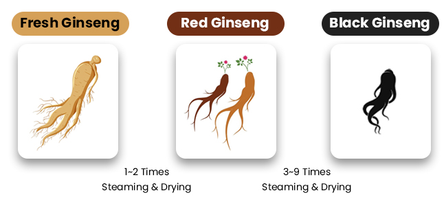 types of Fresh Ginseng 