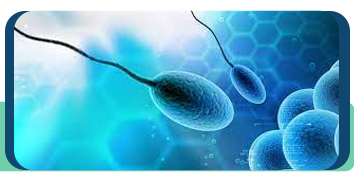 Sperm