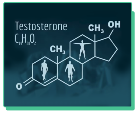 Testosterone C19 H28 O2