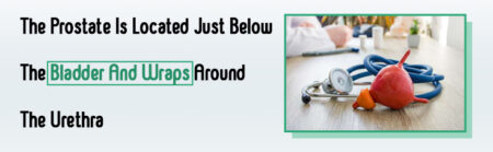 Bladder And Wraps