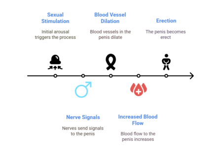 Vitamin C Does It Help With Erectile Dysfunction visual selection